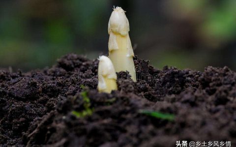 芦笋8月份可以播种吗（菜农告诉你芦笋的种植方法和时间种好了一年四季都能卖钱）