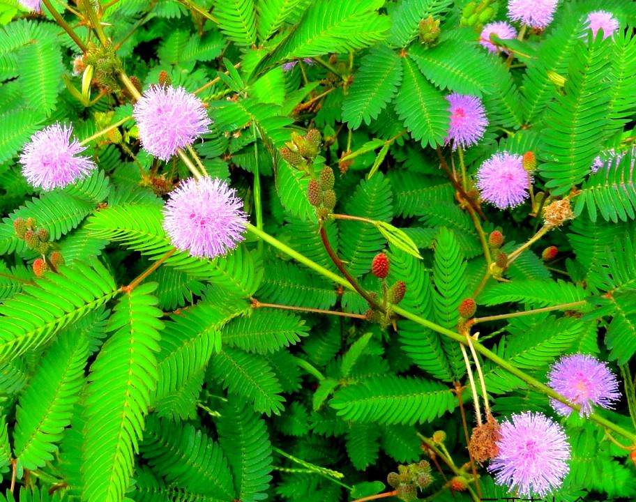 含羞草是一种什么样的植物(植物含羞草特点及用途介绍)